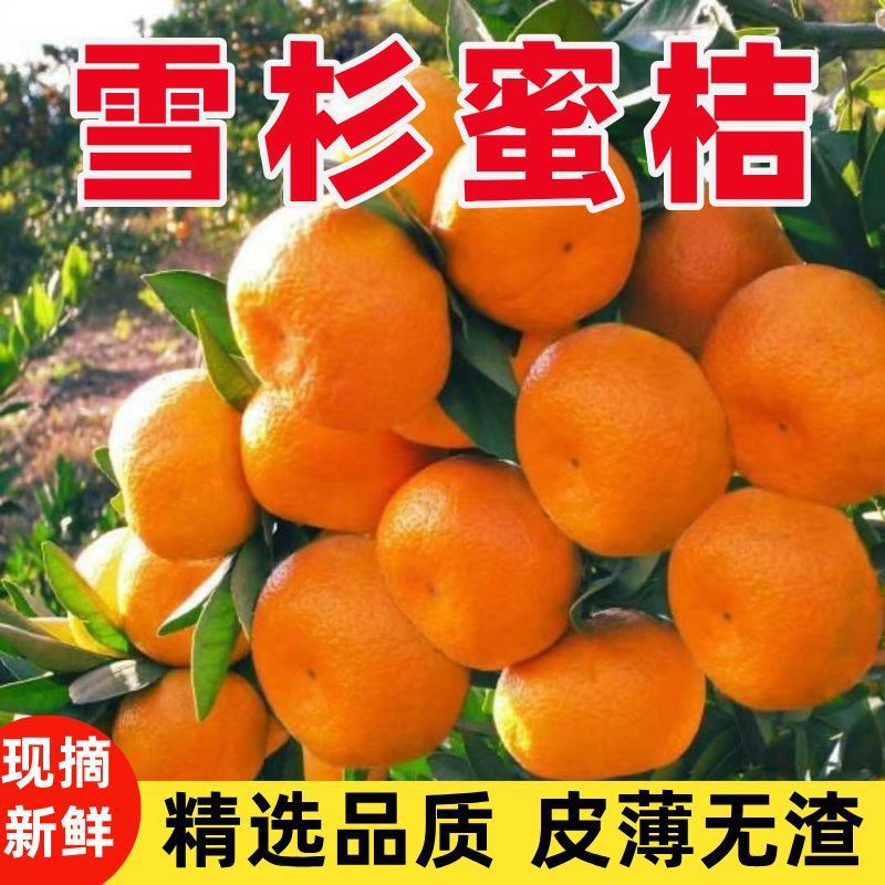 宜昌高山蜜桔，青黄新鲜应季水果，无籽酸甜多汁