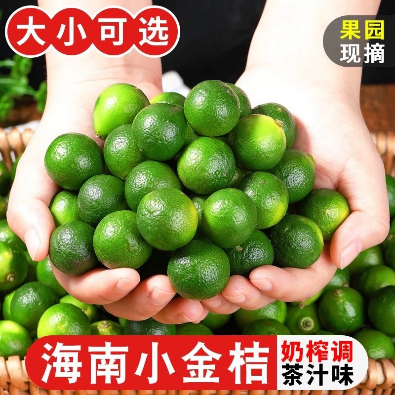 海南新鲜青金桔小青柠水果