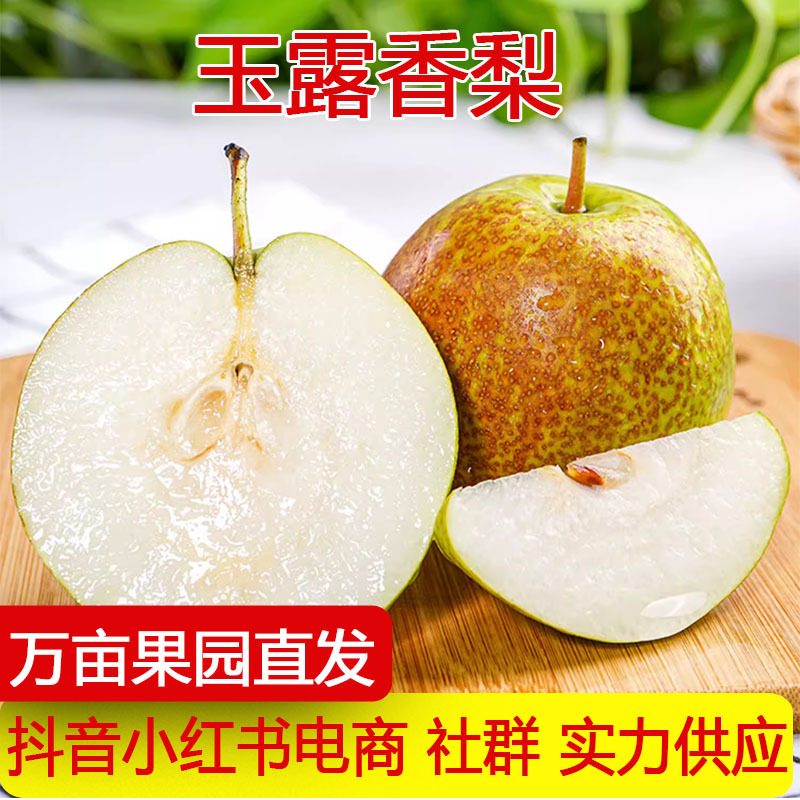 玉露香梨新鲜水果当季酥梨