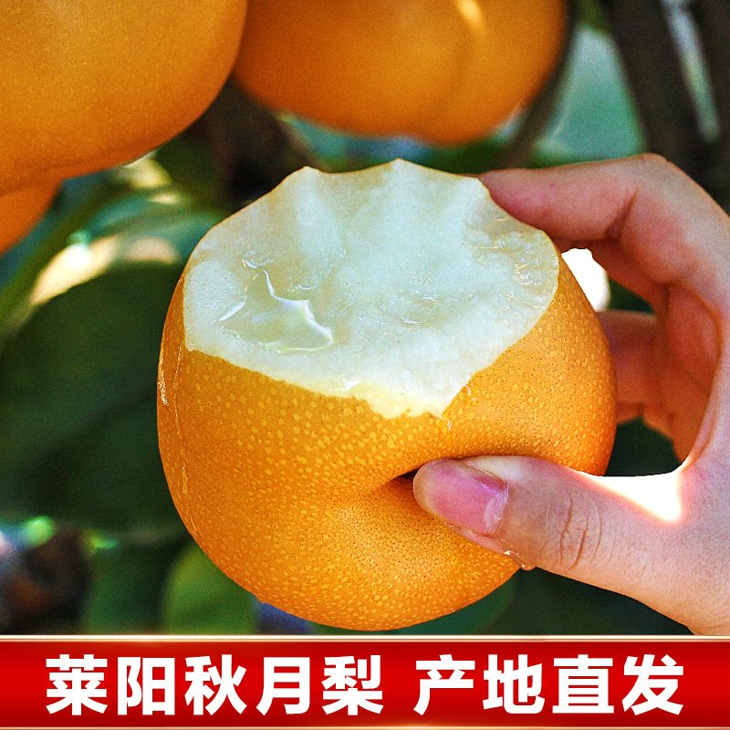 莱阳秋月梨礼盒装，新鲜脆甜多汁