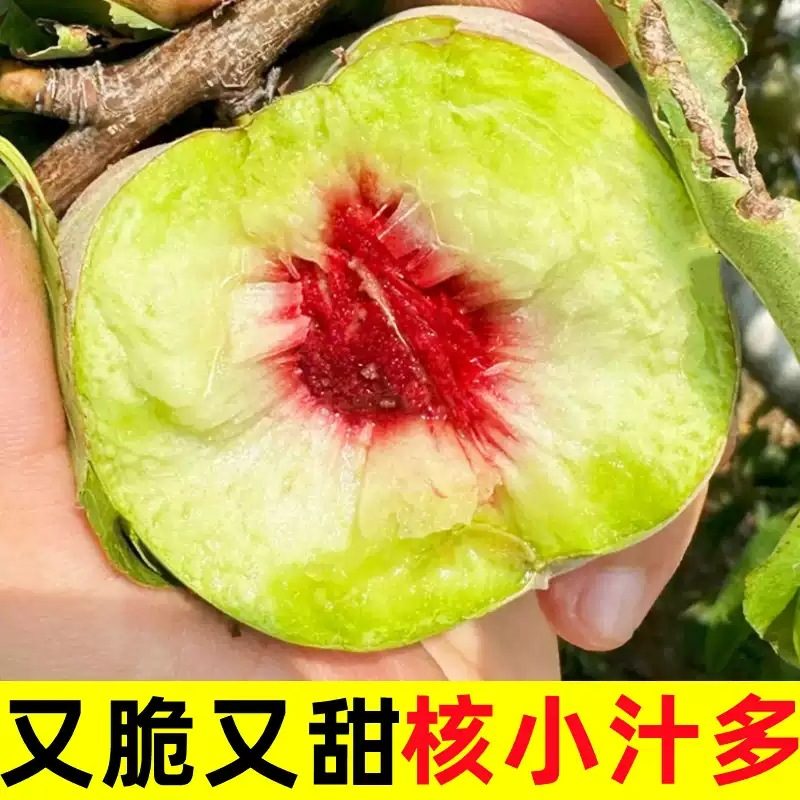 山东青州当季脆甜水蜜桃