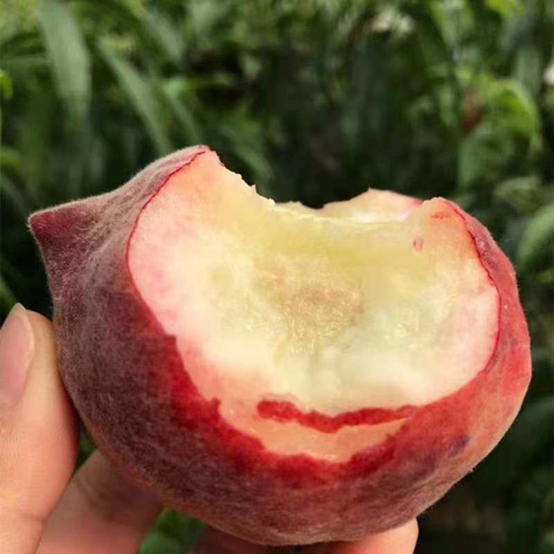 现摘黑美人春雪水蜜桃，脆甜多汁，3/5斤装