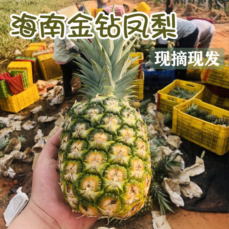 海南金钻凤梨17号新鲜水果礼盒