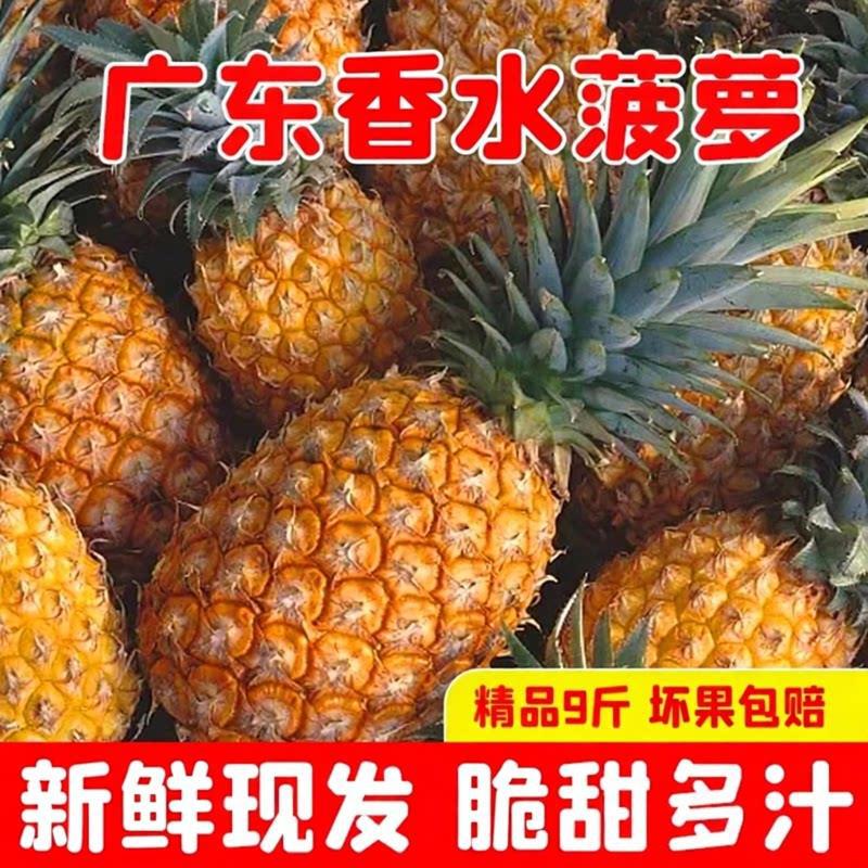 广东徐闻香水菠萝新鲜凤梨香脆带箱装