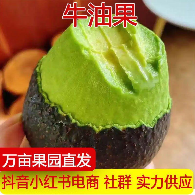 进口哈斯牛油果新鲜水果
