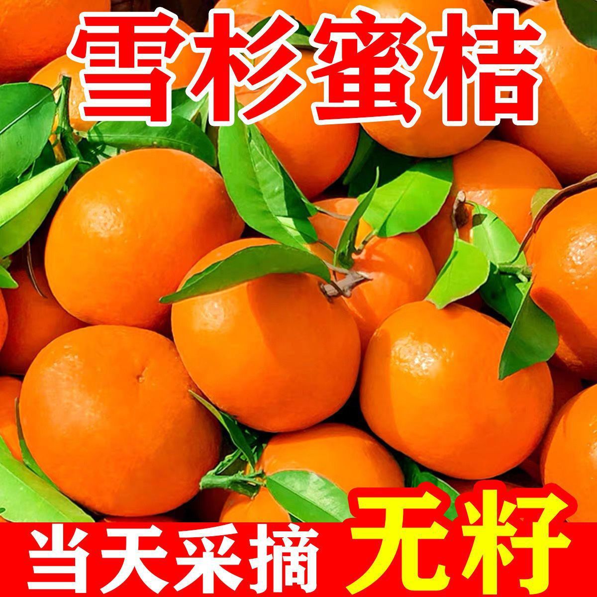 2026湖北早熟高山无籽青黄皮蜜桔