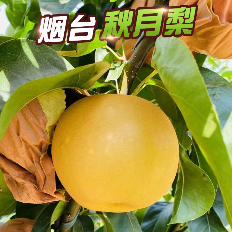 山东秋月梨礼盒装 5斤应季新鲜脆甜生梨
