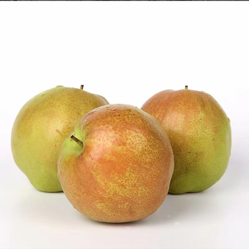 山西玉露香梨
