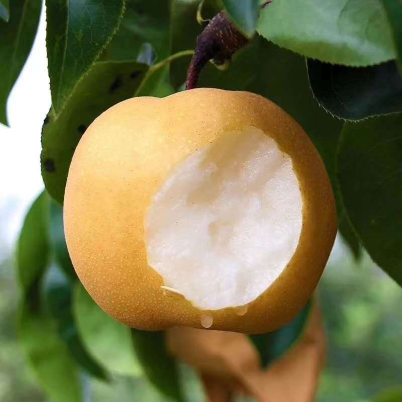 丰水梨，新鲜脆甜多汁，当季整箱装