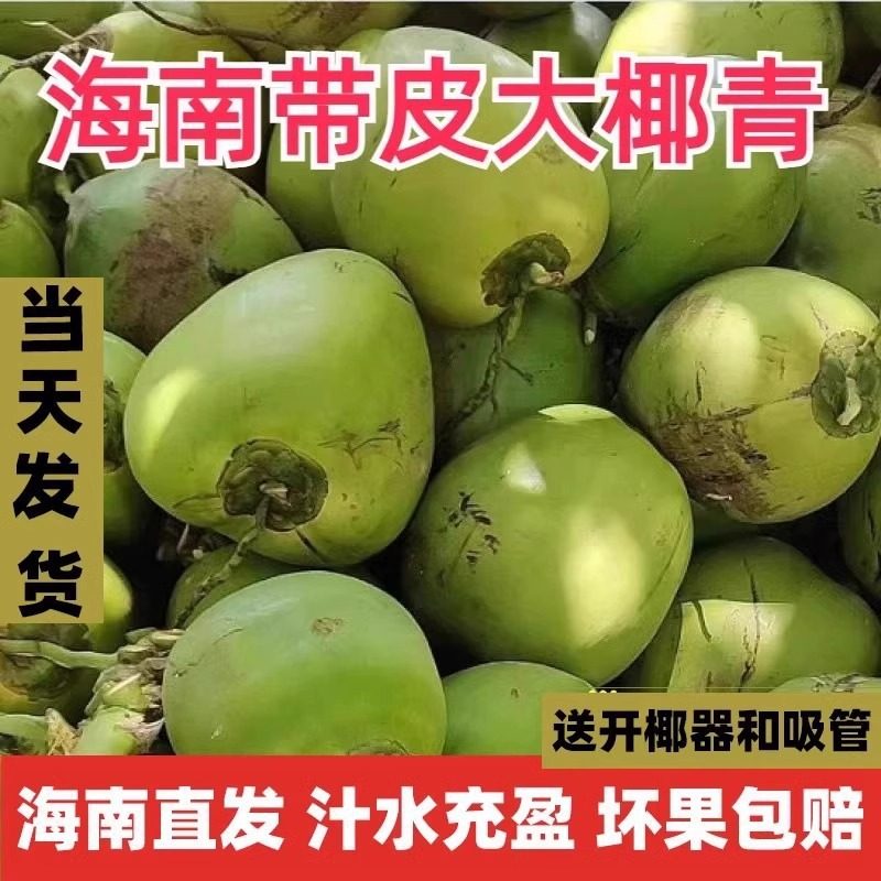 海南文昌三亚新鲜带皮青椰子现摘当季水果