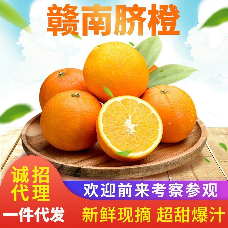 赣南早熟脐橙现摘甜橙 10斤装
