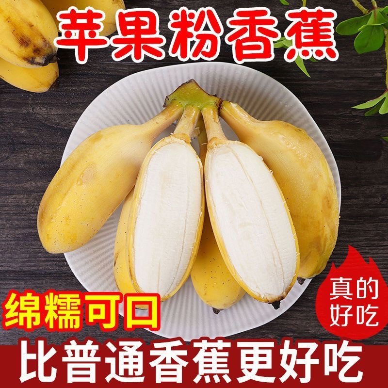 广西苹果蕉 新鲜粉蕉小米香蕉 应季现摘生鲜水果整箱 软糯香甜