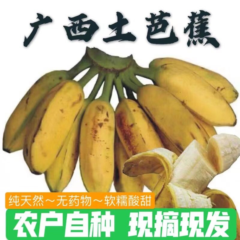 广西大牛蕉 新鲜芭蕉香蕉 果园生鲜水果 3斤/5斤/9斤