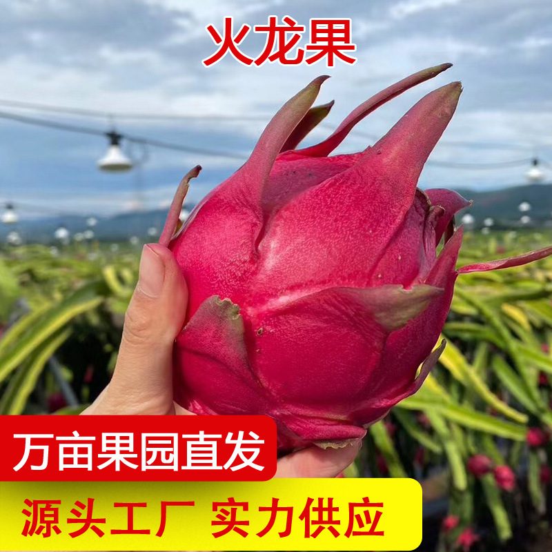 金都一号红心火龙果，新鲜当季红肉蜜宝水果